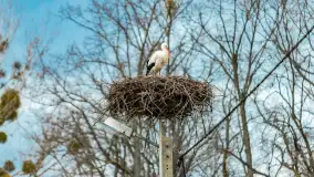 Przedwiośnie w Puszczy Boreckiej, kwiecień 2021 r. - zdjęcie 9