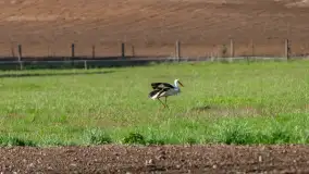 Wiosenne akcenty na mazurskich łąkach, maj 2021 r. - zdjęcie 6