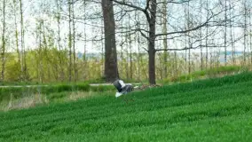 Wiosenne akcenty na mazurskich łąkach, maj 2021 r. - zdjęcie 13