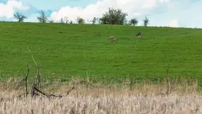 Wiosenne akcenty na mazurskich łąkach, maj 2021 r. - zdjęcie 20