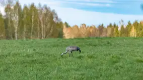 Wiosenne akcenty na mazurskich łąkach, maj 2021 r. - zdjęcie 9