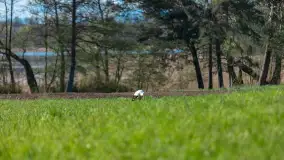 Wiosenne akcenty na mazurskich łąkach, maj 2021 r. - zdjęcie 7