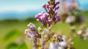 Wiosna w Kętrzynie, maj 2021 r. - zdjęcie 5