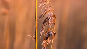 Zachód słońca nad jeziorem Okrągłym, luty 2025 r. - zdjęcie 13