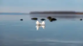 Popołudnie nad jeziorem Kisajno przy Pierkunowie, styczeń 2025 r. - zdjęcie 34