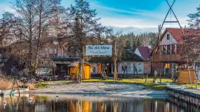 Tło dla mew w okowach zimy... ale bez śniegu, styczeń 2025 r. - zdjęcie 16