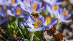 Przedwiośnie w Węgorzewie nad kanałem Młyńskim, marzec 2025 r. - zdjęcie 2