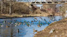 Przedwiośnie w Węgorzewie nad kanałem Młyńskim, marzec 2025 r. - zdjęcie 3