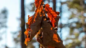 Pole biwakowe nad jeziorem Śniardwy. Okartowo, marze  2025r. - zdjęcie 16