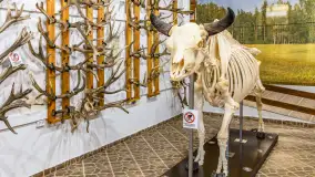 Fotorelacja - 70 lat konika polskiego w Popielnie – jubileuszowe spotkanie - zdjęcie 70