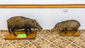 Fotorelacja - 70 lat konika polskiego w Popielnie – jubileuszowe spotkanie - zdjęcie 75