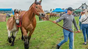 Sulimiada 2025 – przegląd źrebiąt i rodzinny piknik w Sulimach - zdjęcie 5
