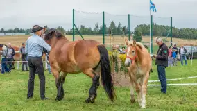 Sulimiada 2025 – przegląd źrebiąt i rodzinny piknik w Sulimach - zdjęcie 90