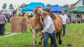 Sulimiada 2025 – przegląd źrebiąt i rodzinny piknik w Sulimach - zdjęcie 57