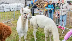 Fotorelacja z IV Redyku Mazurskiego, 04 października 2025 r. - zdjęcie 5