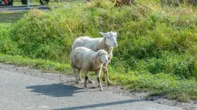 Fotorelacja z IV Redyku Mazurskiego, 04 października 2025 r. - zdjęcie 80