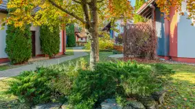 Jesienna wersja Ognistego Ptaka w Ogonkach, październik 2025 r. - zdjęcie 36