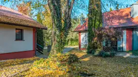 Jesienna wersja Ognistego Ptaka w Ogonkach, październik 2025 r. - zdjęcie 40