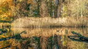 Jesień w Rezerwacie Przyrody Krutynia, październik 2025 r. - zdjęcie 48