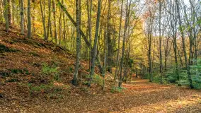 Jesień w Rezerwacie Przyrody Krutynia, październik 2025 r. - zdjęcie 47