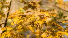 Spacer po Lesie Miejskim w Giżycku, listopad 2025 r. - zdjęcie 55