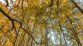 Jesień w Rezerwacie Przyrody Sztynort, październik 2025 r. - zdjęcie 3