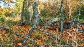 Jesień w Rezerwacie Przyrody Sztynort, październik 2025 r. - zdjęcie 32