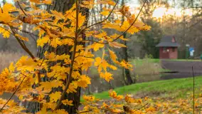 Końcówka mazurskiej, złotej jesieni, listopad 2025 r. - zdjęcie 13