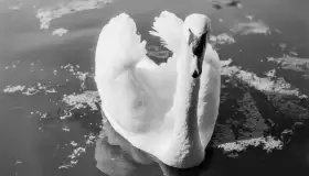 Wkrótce ożywimy AI pocztówki z Rynu / Rhein, wracamy do przeszłości - zdjęcie 34