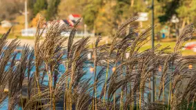 Końcówka jesieni w Pięknym Brzegu, nad jeziorem Święcajty, listopad 2025 r. - zdjęcie 33