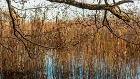 Końcówka jesieni przy śluzie Przerwanki, listopad 2025 r. - zdjęcie 11