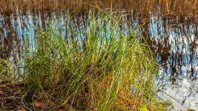 Końcówka jesieni przy śluzie Przerwanki, listopad 2025 r. - zdjęcie 16