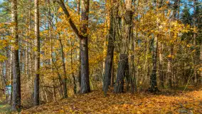 Końcówka jesieni przy śluzie Przerwanki, listopad 2025 r. - zdjęcie 3