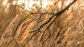 Jezioro Krzywa Kuta między jesienią, a zimą, listopad 2025 r. - zdjęcie 8