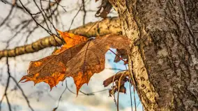 Jezioro Krzywa Kuta między jesienią, a zimą, listopad 2025 r. - zdjęcie 3