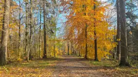 Jesień w lesie miejskim w Giżycku, listopad 2025 r. - zdjęcie 12