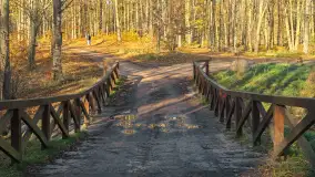 Jesień w lesie miejskim w Giżycku, listopad 2025 r. - zdjęcie 8