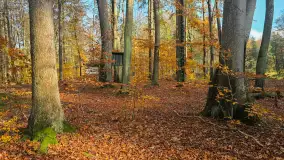 Jesień w lesie miejskim w Giżycku, listopad 2025 r. - zdjęcie 34