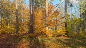 Jesień w lesie miejskim w Giżycku, listopad 2025 r. - zdjęcie 17