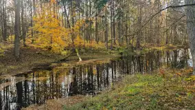 Jesień w lesie miejskim w Giżycku, listopad 2025 r. - zdjęcie 63