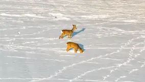 Sarny na mazurskich polach złapane w kadr z drona, styczeń 2026 r.