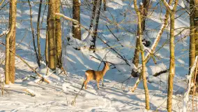 Sarny na mazurskich polach złapane w kadr z drona, styczeń 2026 r. - zdjęcie 10