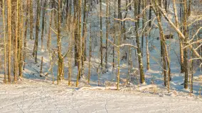 Sarny na mazurskich polach złapane w kadr z drona, styczeń 2026 r. - zdjęcie 17