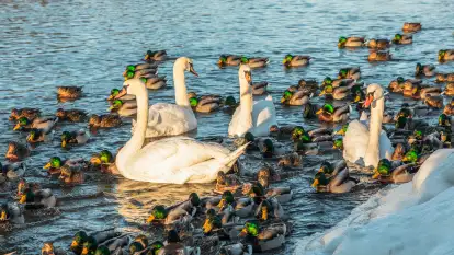 Kaczki i łabędzie w mroźne popołudnie na Pisie, luty 2026 r.