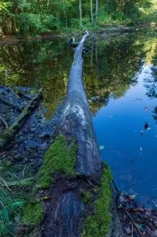 Z zamiłowania do przyrody, w fotografii Mariusza Kulisia - zdjęcie 14