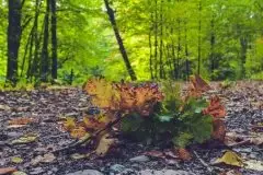 Z zamiłowania do przyrody, w fotografii Mariusza Kulisia - zdjęcie 11