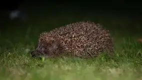 Zdjęcia: Miłośnicy Mazur - Zwykłe, czy niezwykłe... życie - zdjęcie 41