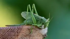 Zdjęcia: Miłośnicy Mazur - Zwykłe, czy niezwykłe... życie - zdjęcie 13