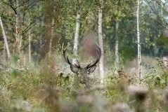 Zdjęcia: Miłośnicy Mazur - zobacz piękno niesamowitej mazurskiej przyrody - zdjęcie 53