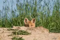 Zdjęcia: Miłośnicy Mazur - zobacz piękno niesamowitej mazurskiej przyrody - zdjęcie 41